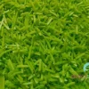 Codette wafer verde
