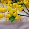 Cono Mimosa