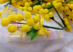 Cono Mimosa