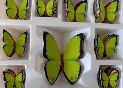 Farfalle Meravigliose