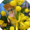 Fiala Mimosa