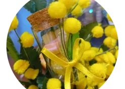 Fiala Mimosa