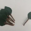 Foglie albicocco per frutta martorana