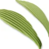 Foglie ondulate