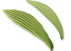 Foglie ondulate