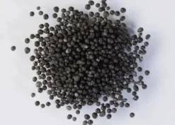 Mompariglia Nera