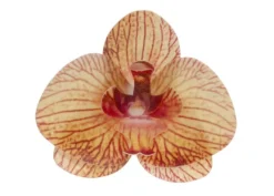 Orchidea Giallo/Amaranto in Ostia