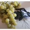 Ramo foglie Uva per frutta martorana