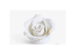 Rosa Media Bianca