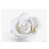 Rosa Piccola Bianca