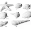 Set/8 Conchiglie bianche