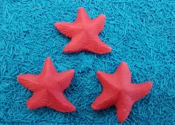 Stelle marine Corallo