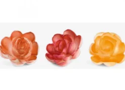 Super Rosa Classica